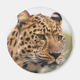 Imã Retrato de Leopardo