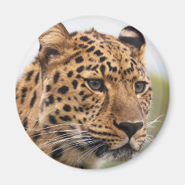 Imã Retrato de Leopardo