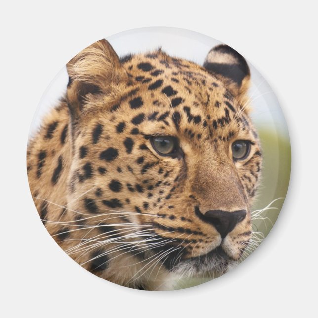 Imã Retrato de Leopardo (Frente)