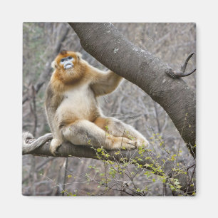 Imã Retrato de macaco dourado macho na árvore