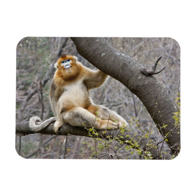 Ímã Retrato de macaco dourado macho na árvore (Horizontal)