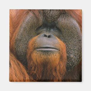 Imã Retrato de Orang-utango Macho, Geórgia, EUA