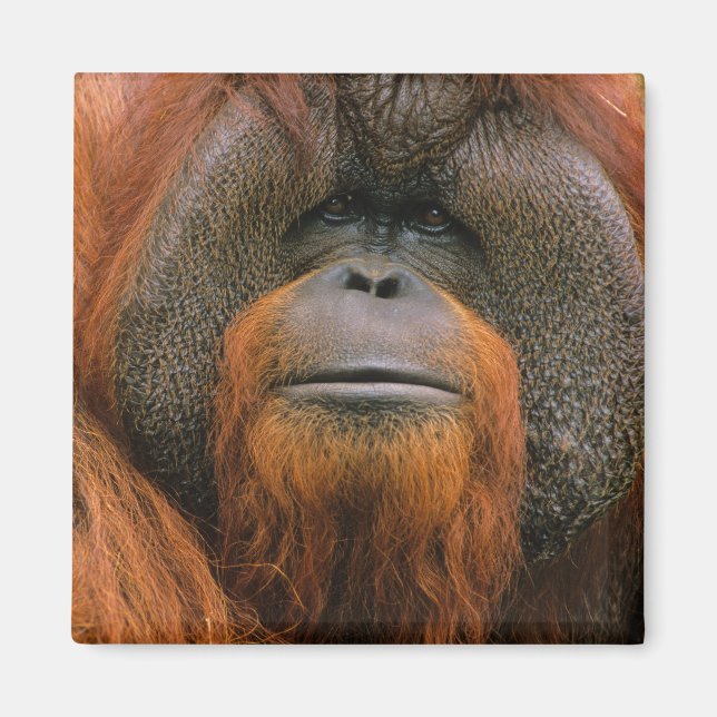 Imã Retrato de Orang-utango Macho, Geórgia, EUA (Frente)
