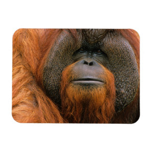 Ímã Retrato de Orangutango macho, Geórgia, EUA