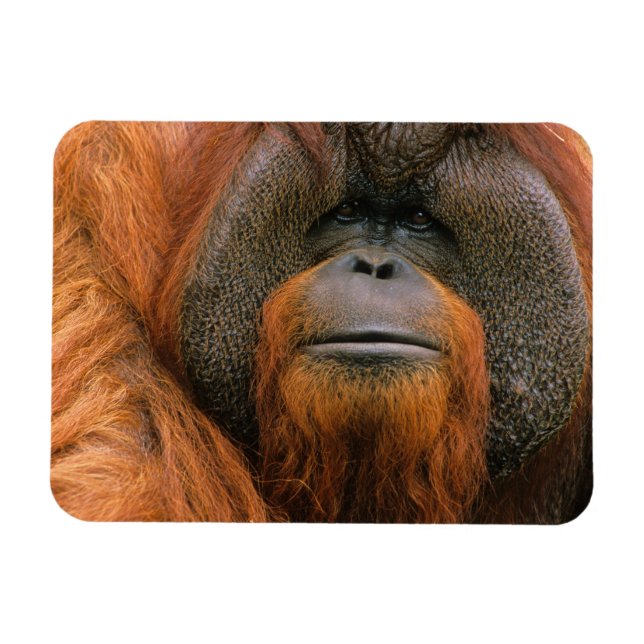 Ímã Retrato de Orangutango macho, Geórgia, EUA (Horizontal)