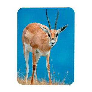 Ímã Retrato de Ovelha de Gazela de Grant (Gazella Gran