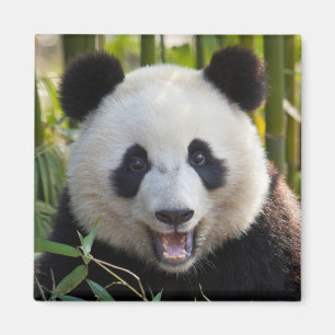 Imã Retrato de Panda Sorridente