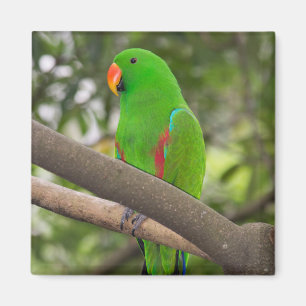 Imã Retrato de Papagaio Verde