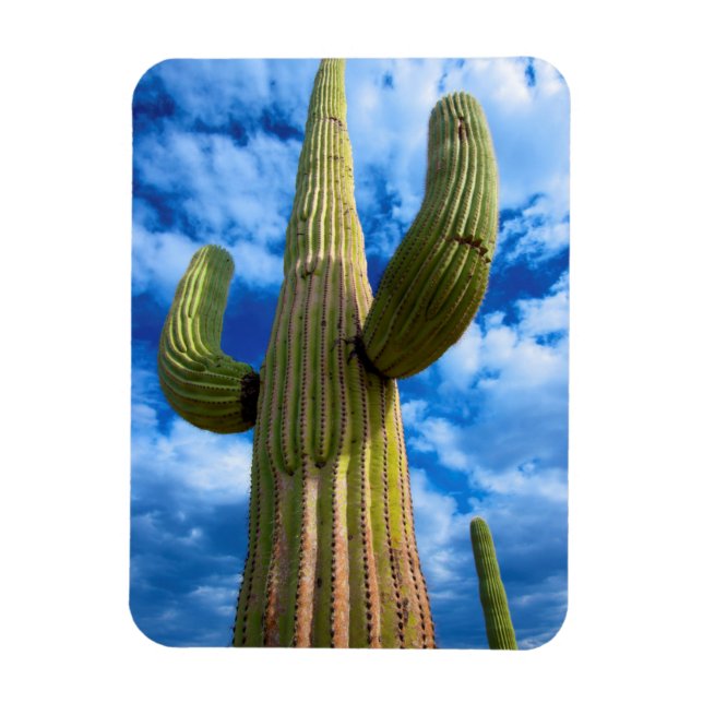 Ímã Retrato de Saguaro cactus, Arizona (Vertical)