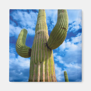 Imã Retrato de Saguaro cactus, Arizona