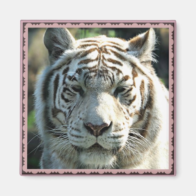 Imã Retrato de Tigre Branco com Marcas Castanhas Quent (Frente)