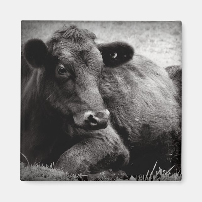 Imã Retrato de um Angus (Frente)