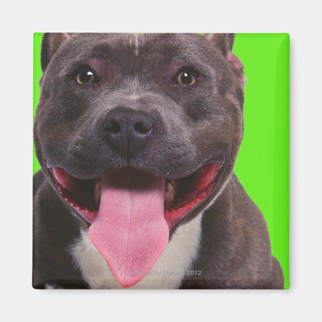 Imã retrato de um buldogue (Frente)
