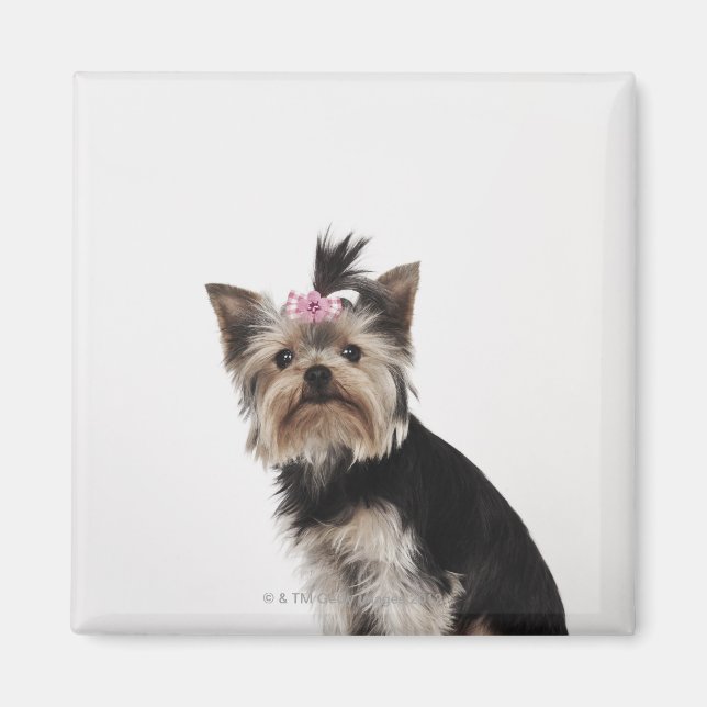 Imã Retrato de um cão de Yorkshire Terrier (Frente)