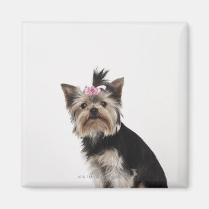 Imã Retrato de um cão do yorkshire terrier