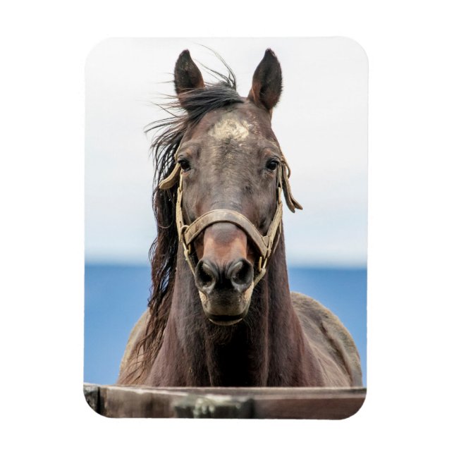 Ímã Retrato de um cavalo (Vertical)
