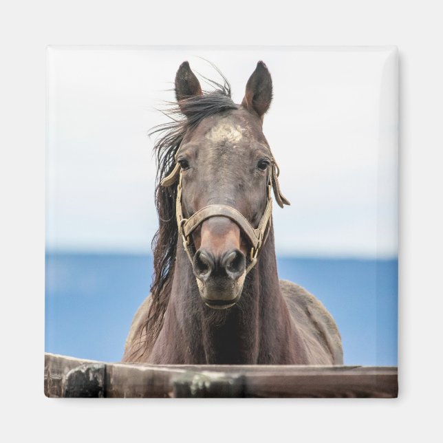 Imã Retrato de um cavalo (Frente)
