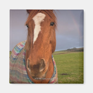 Imã Retrato de um cavalo com um arco-íris no céu