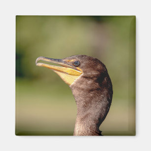Imã Retrato de um Corvo