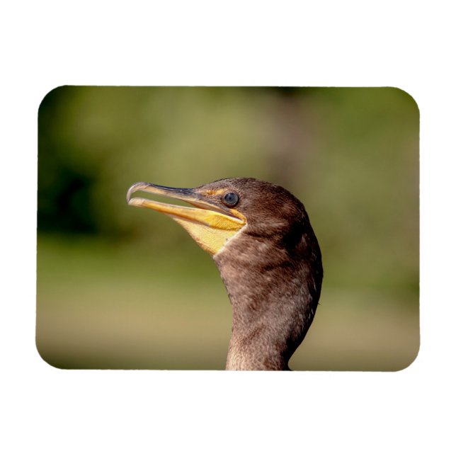 Ímã Retrato de um Corvo (Horizontal)