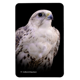 Ímã Retrato de um Falcão de Saker Inquisitivo