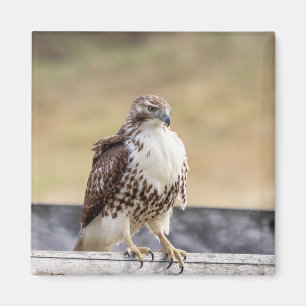 Imã Retrato de um Falcão Malhado Vermelho Imaturo
