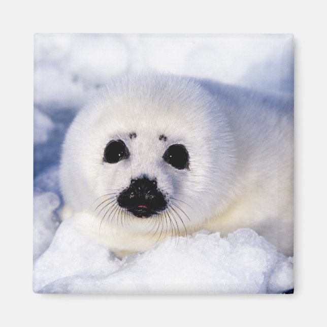 Imã Retrato de um Filhote de Foca-da-Groenlândia (Frente)