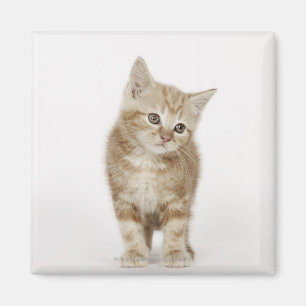 Imã Retrato de um gatinho