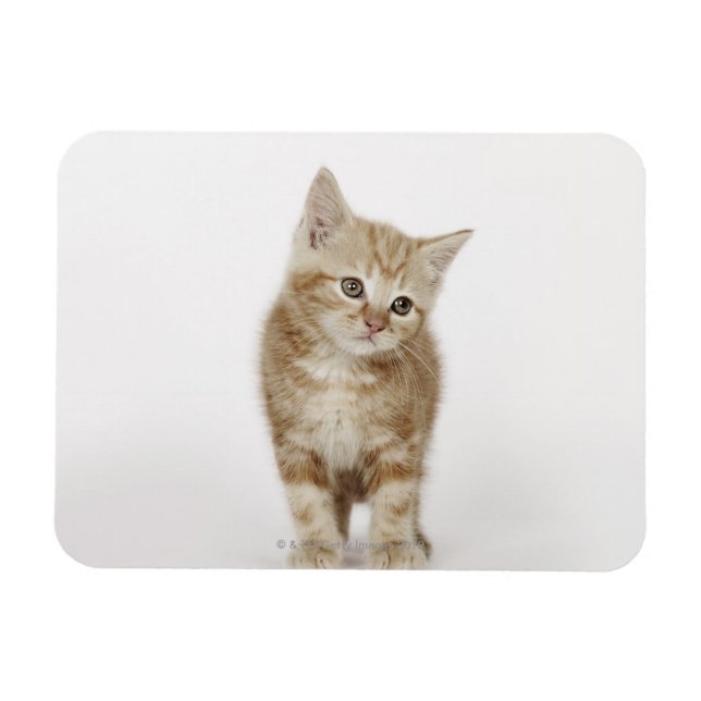 Ímã Retrato de um gatinho (Horizontal)