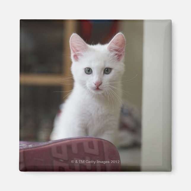 Imã Retrato de um gatinho branco, Suecia. (Frente)