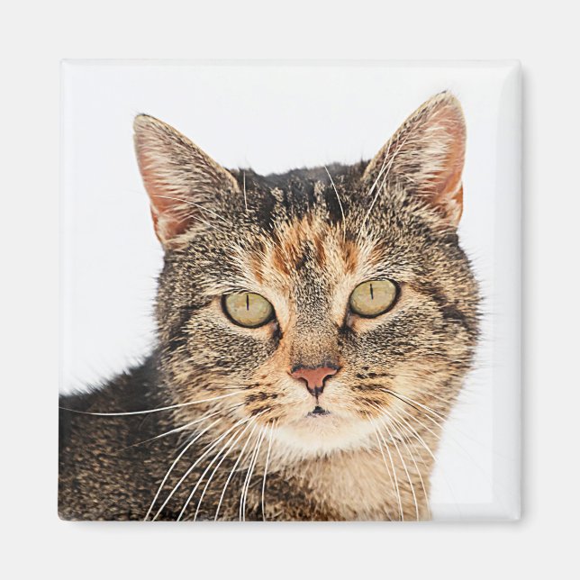 Imã Retrato de um gato (Frente)