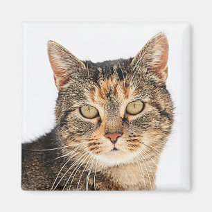 Imã Retrato de um gato
