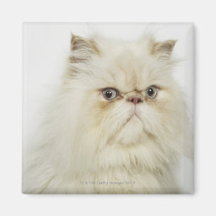 Imã Retrato de um gato persa