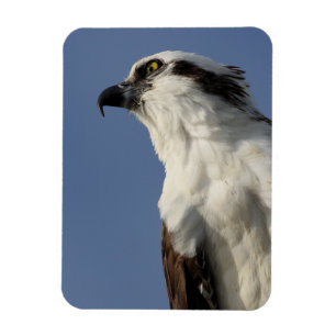 Ímã Retrato de um osprey