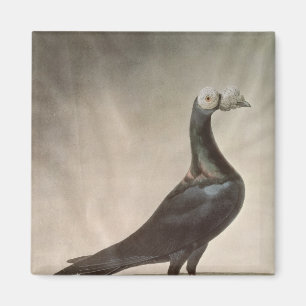 Imã Retrato de um pombo de portador