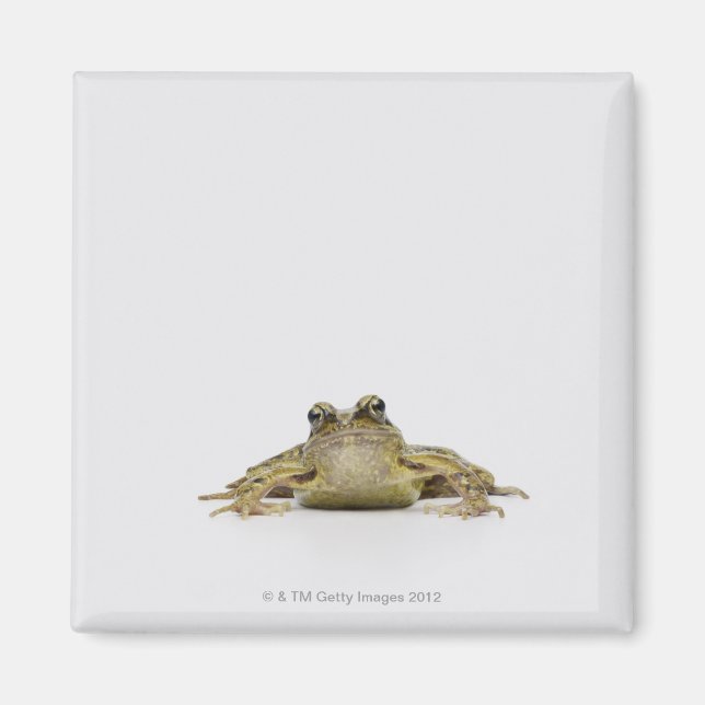 Imã Retrato de um sapo em um estúdio branco (Frente)