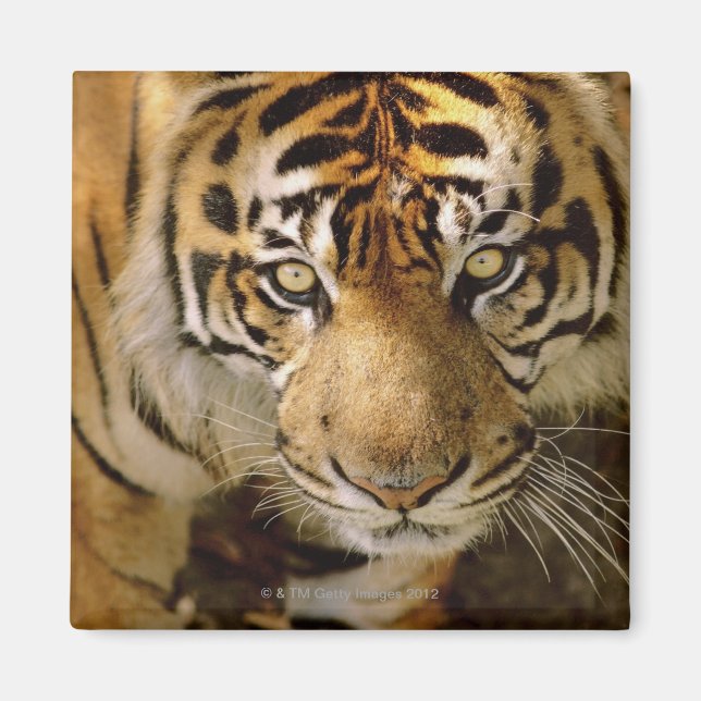 Imã Retrato de um tigre (Frente)