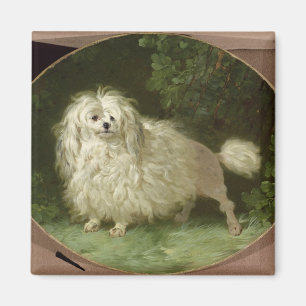Imã Retrato de uma caniche
