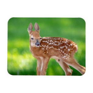 Ímã Retrato de uma Fawn recém-nascida (veado de cauda