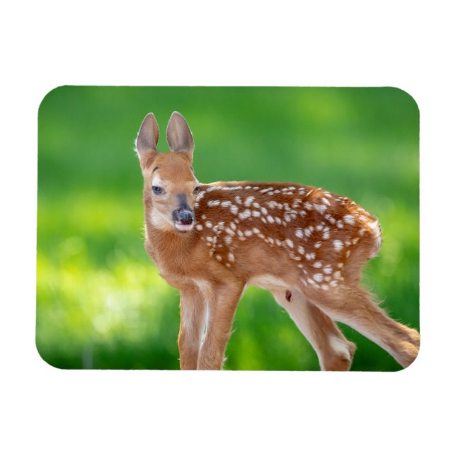Ímã Retrato de uma Fawn recém-nascida (veado de cauda  (Horizontal)