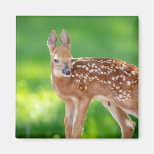 Imã Retrato de uma Fawn recém-nascida (veado de cauda