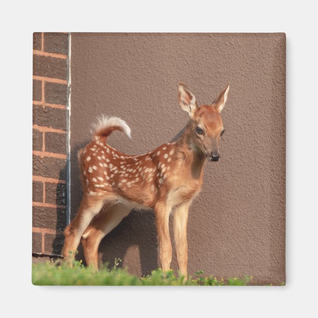 Imã Retrato de uma Fawn (veado branco) (Frente)