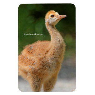 Ímã Retrato de uma grua de Sandhill