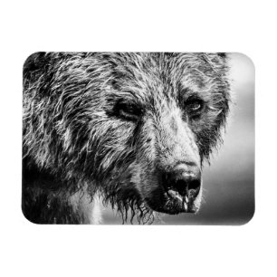 Ímã Retrato de urso Grizzly