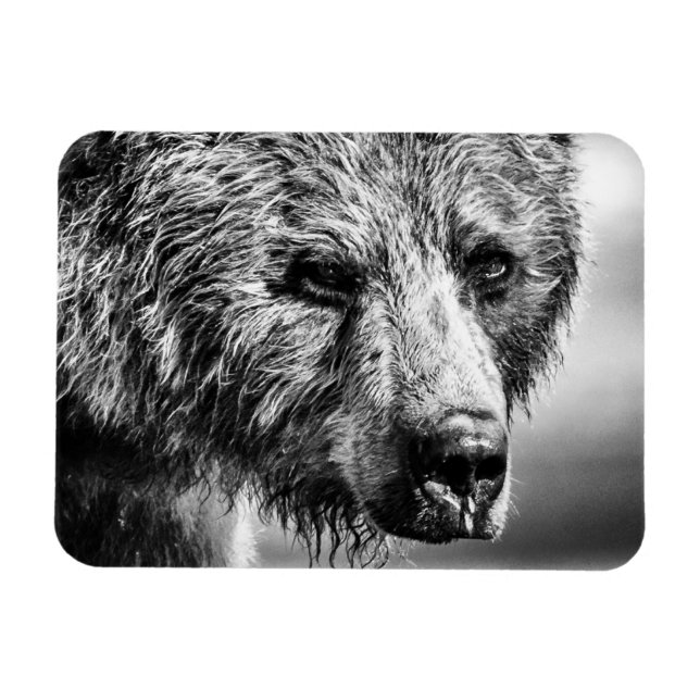 Ímã Retrato de urso pardo (Horizontal)