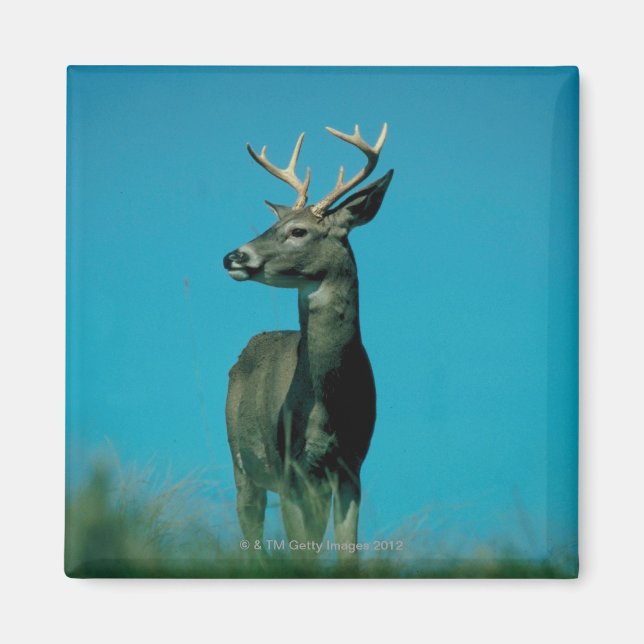 Imã Retrato de veado (Frente)