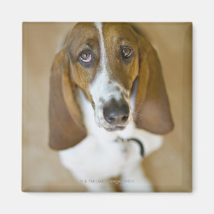 Imã Retrato do Bassett, Washington