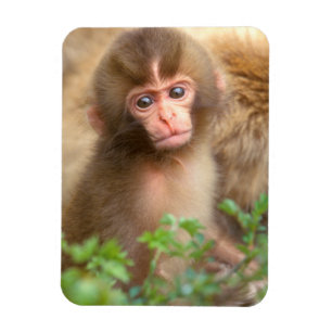 Ímã Retrato do Bebê Macaco da Neve