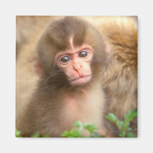 Imã Retrato do Bebê Macaco da Neve
