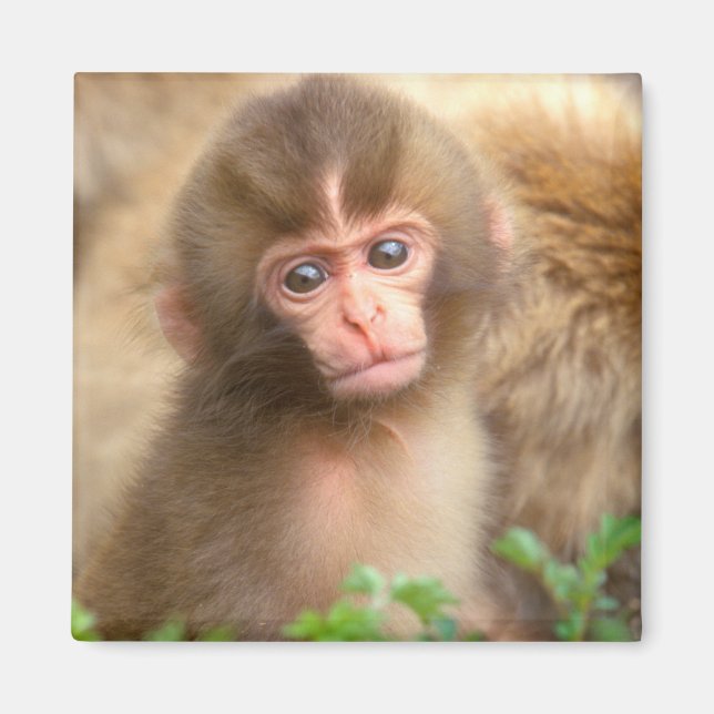 Imã Retrato do Bebê Macaco da Neve (Frente)